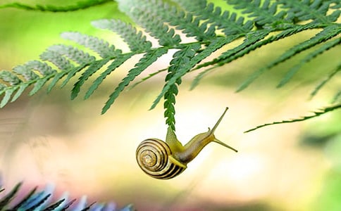 蝸牛的七十二變作文