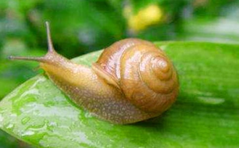 【推薦】蝸牛四年級作文300字集錦5篇