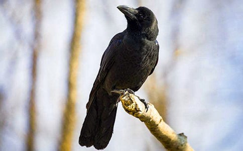 烏鴉喝水的教學(xué)設(shè)計(jì)范文