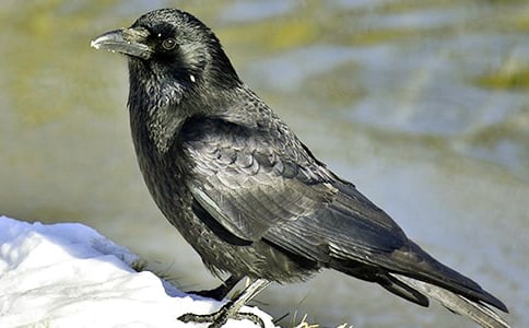 大班繪本故事教案:彩色的烏鴉反思