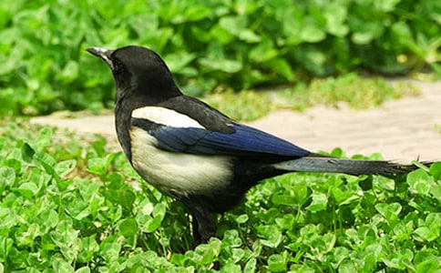 ��(x��)���е�ϲ�oɢ���S�P