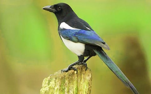 �����ϲ�o���f�n�巶�ģ����x5ƪ��