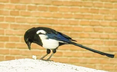 �茑ϲ�o�ľ���ժ��