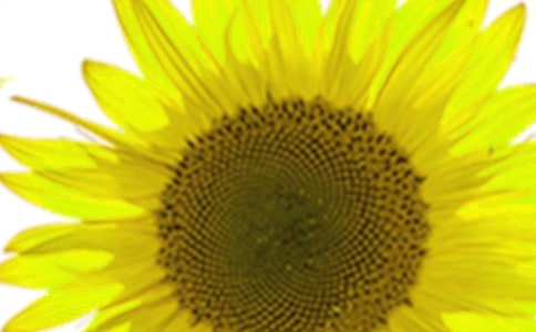 ���տ���(y��u)��ɢ��