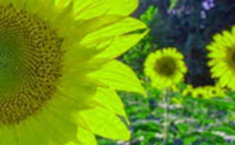 二年級美術(shù)《好大的向日葵》評課稿