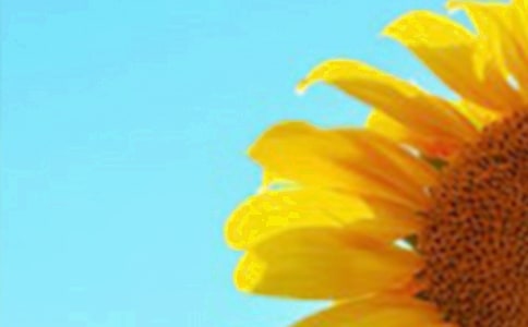 向日葵生長觀察日記(精選18篇)