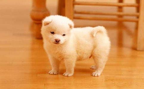 小狗說明文(精選35篇)