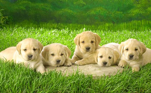 有關(guān)小狗四年級的作文4篇