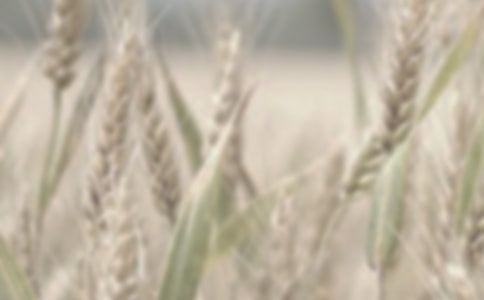 小麥的香氣散文隨筆