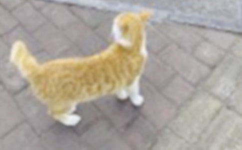 描寫小貓的狀物作文