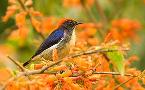 實(shí)用的受傷的小鳥作文9篇