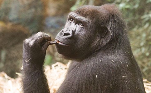 《大猩猩》閱讀答案