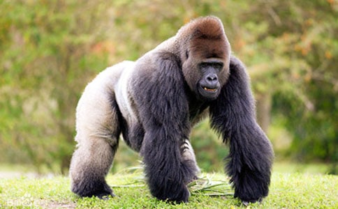 狒狒和猩猩的區(qū)別