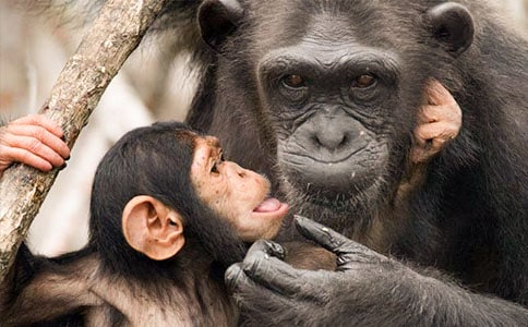 黑猩猩小學(xué)作文