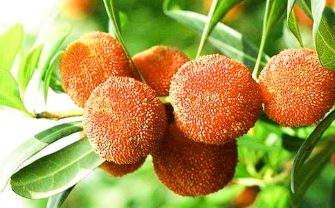 故鄉(xiāng)的楊梅小學(xué)作文