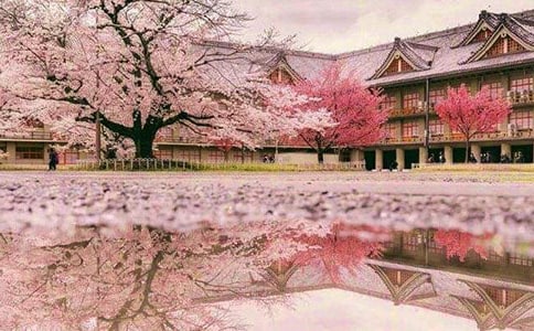 關(guān)于櫻花的作文5篇