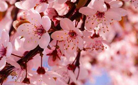 正是櫻花爛漫時(shí)600字作文