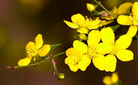 關(guān)于春天的迎春花的作文(精選27篇)