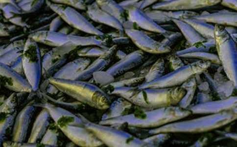 送小魚苗回家作文500字