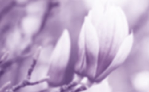 玉蘭花匯編(15篇)