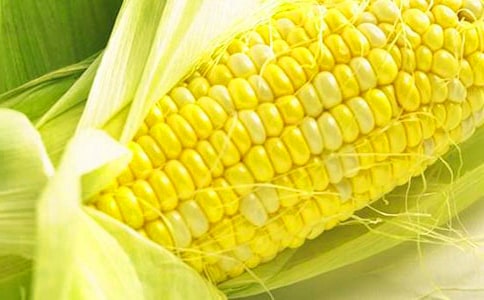 收獲玉米作文(精選32篇)