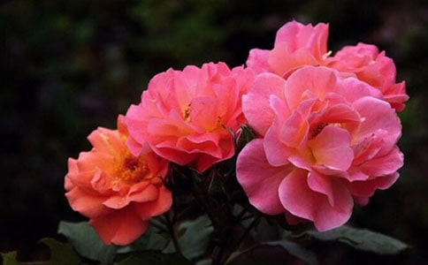 �Ҽҵ��¼����ġ���Ʒ��