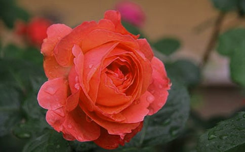 描寫12月季節(jié)句子