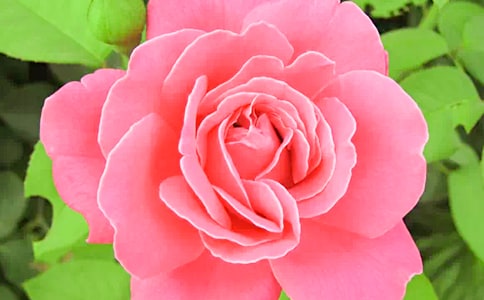 月季花的擬人句