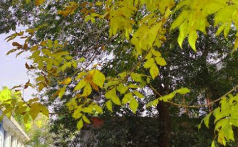 ���]Ψ���簲���ӅR��55��