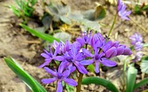 ���õ�Ψ�����簲���Z����Ȧ�󼯺�60��