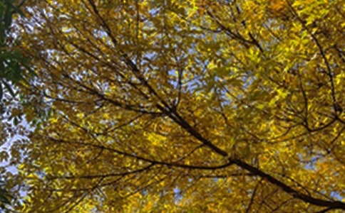 ���õ�ÿ��һ���簲���Z����Ȧ����53�l