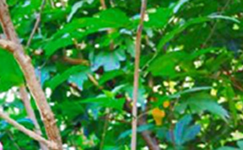 �簲��������Z�35�l