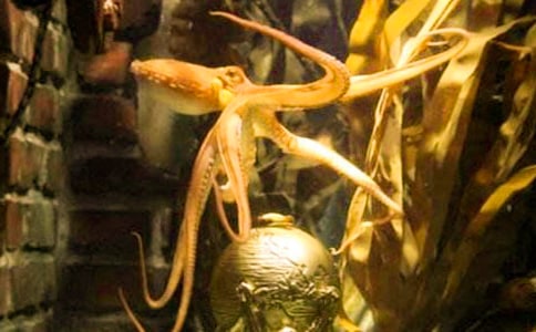 章魚(yú)四年級(jí)作文(通用19篇)