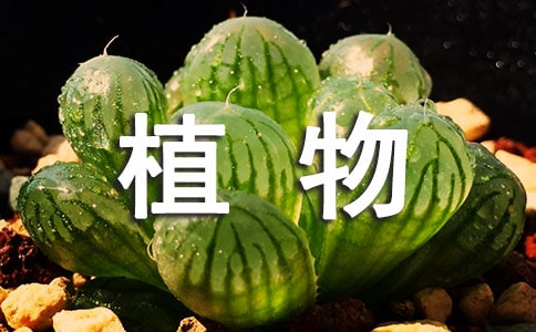 【熱門】觀察植物日記作文300字三篇