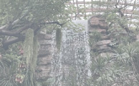 小學作文:游上海植物園