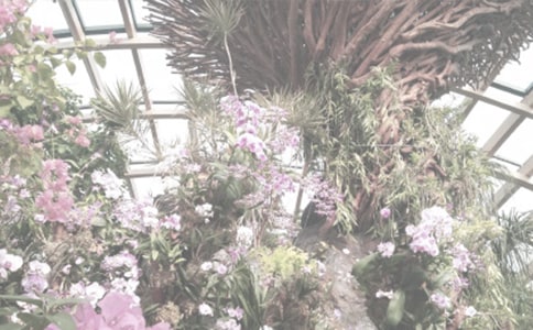 廈門園林植物園作文