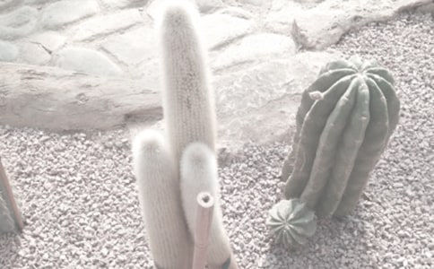 春天的植物園作文600字(通用5篇)