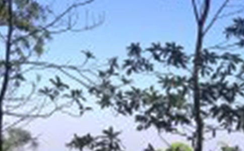 �茑����ľ���