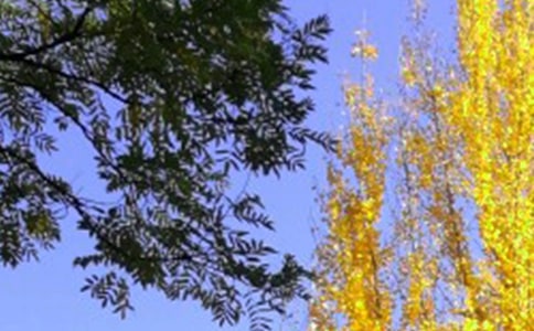 2015杭州申辦亞運(yùn)會(huì)結(jié)果中午揭曉