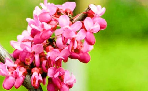 觀察紫荊花作文