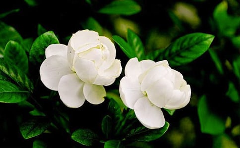 寫茉莉花的作文