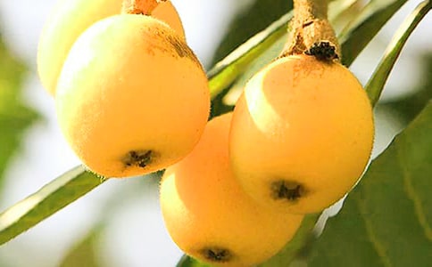 枇杷花煮水喝有什么功效