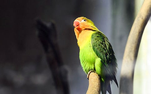 虎皮鸚鵡如意小學(xué)作文