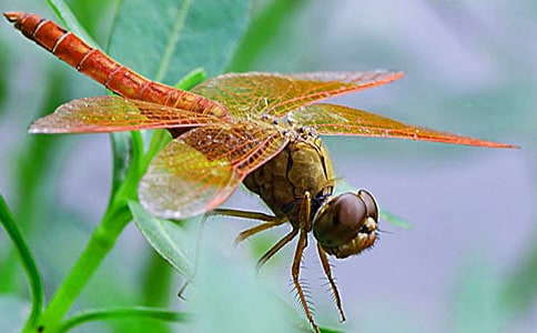 ���꼉�ă�(y��u)��Ԋ�裺�t����