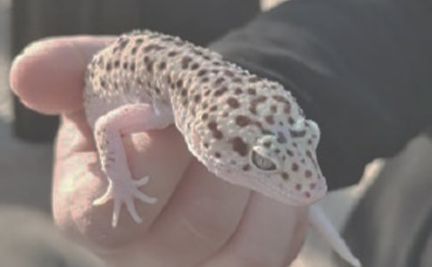 һֻɳĮ�������������