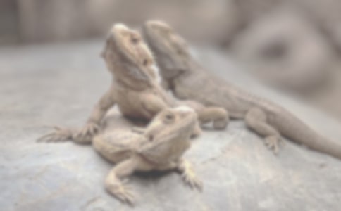 一只沙漠蜥蜴的生活說明文(精選27篇)