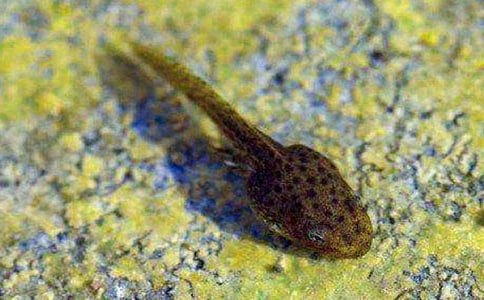 小黑豆蝌蚪四年級作文范文