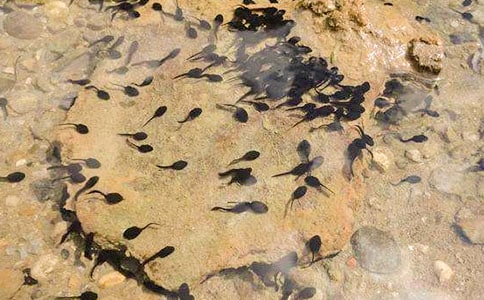 有關(guān)小蝌蚪找媽媽教學(xué)課件