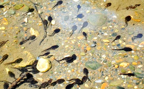 捉蝌蚪作文優(yōu)秀(15篇)