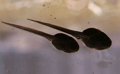 (通用)捉蝌蚪作文15篇